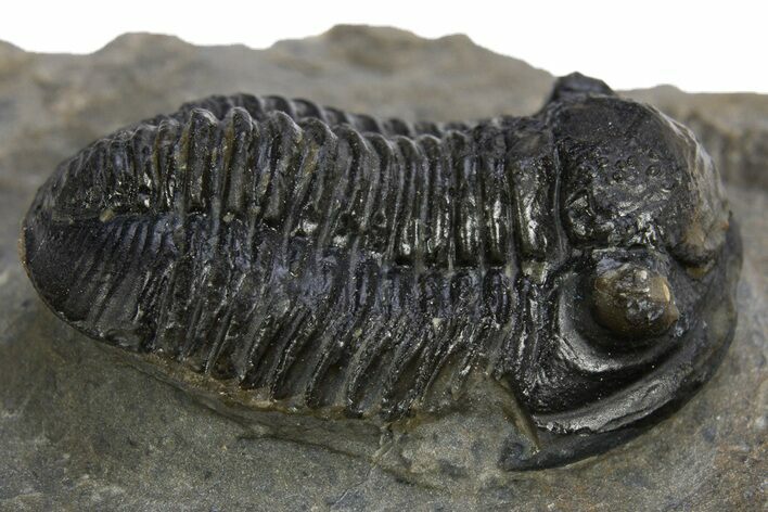 Detailed Gerastos Trilobite Fossil - Morocco #312808
